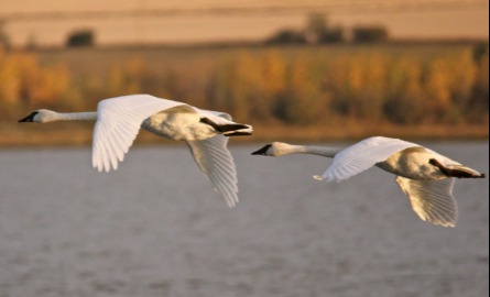 Swans flying over lake